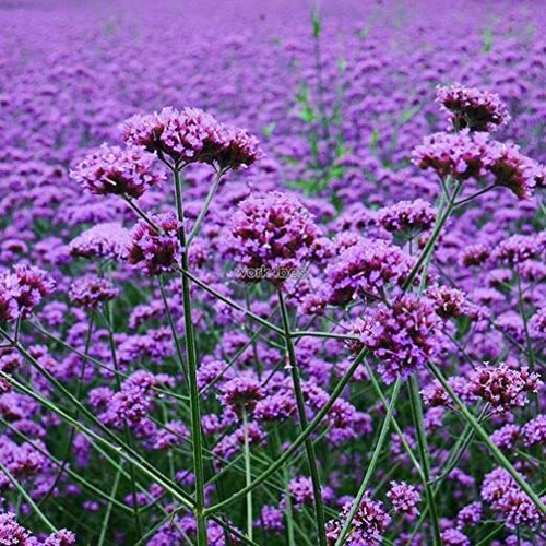 Verbena bonariensis buenos - bonariensis, 'buenos