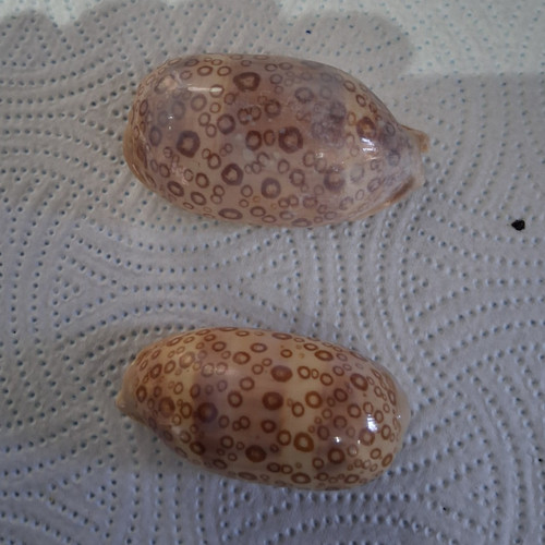 Natural polished thousand - natural,