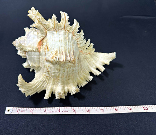 Large ramose murex - large,