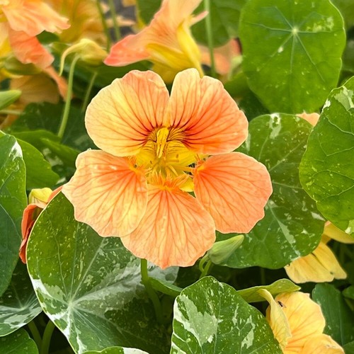 Nasturtium alaska salmon - nasturtium,