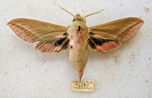 Elephant hawk moth elpanor - elephant, c.