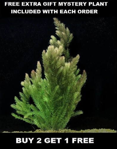 Buy get free hornwort - get,