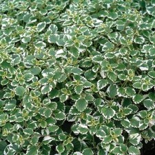 Plectranthus 'Coleoides'