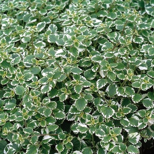 Plectranthus coleoides - plectranthus, 'coleoides'