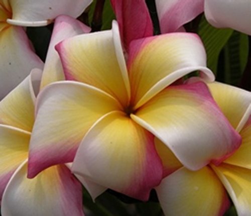 Fresh seeds frangipani - fresh,