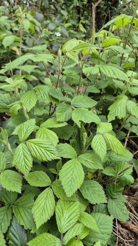 Organic wild blackberry - organic,