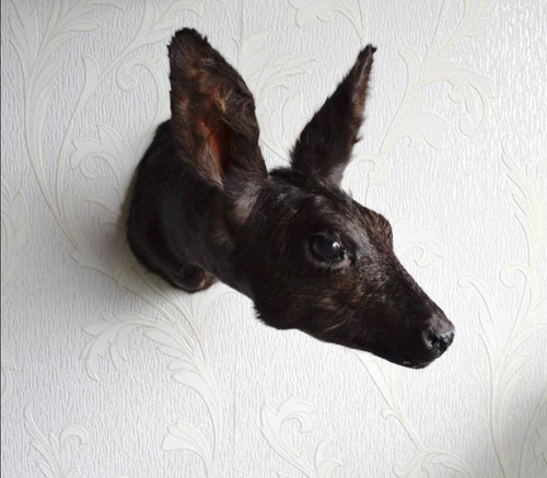 Roe deer taxidermy - -, made