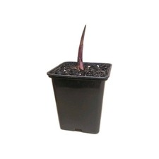 2 x Canna Tropicanna Black 9cm