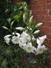 Lilium candidum, Madonna lily, white, hardy perennial x 20 fresh seeds