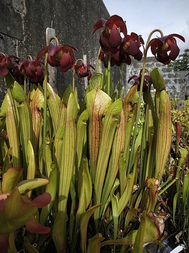 Sarracenia purpurea wareham - sarracenia, "wareham