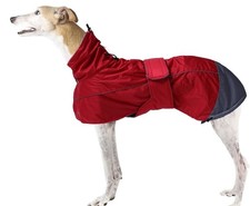 Greyhound whippet winter dog - whippet,