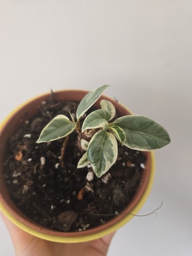Ficus elastica robusta rooted - elastica,