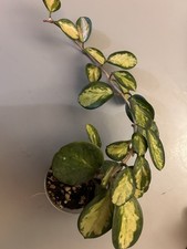 Hoya Carnosa tricolor Plant