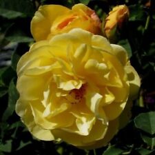 Unique/rare Graham Thomas