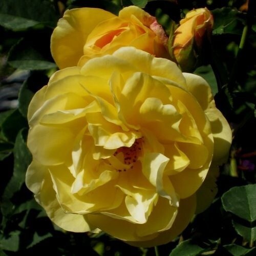 Unique rare graham thomas - graham,