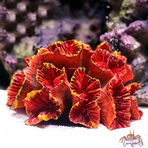 Artificial resin coral - resin, reef