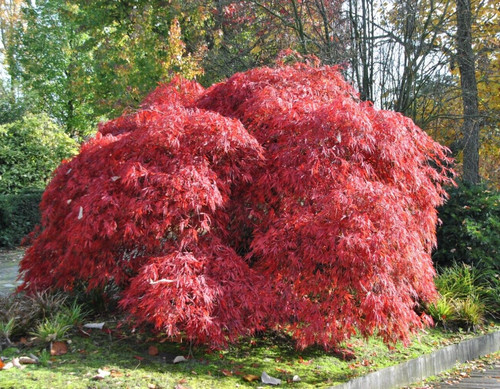 Acer tree garnet red - red, umbrella