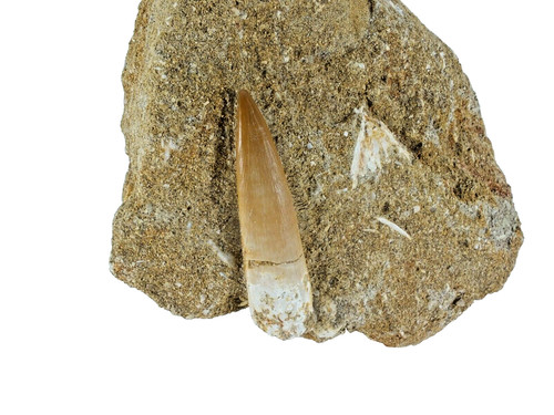 Plesiosaur tooth matrix - in,
