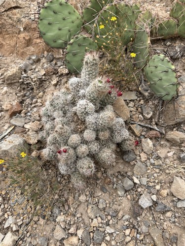 White column foxtail - column, cactus