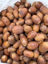 English Oak Acorns - Freshly Harvested 2025 - pack of 30