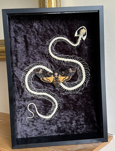 Real white lipped pit viper - pit,