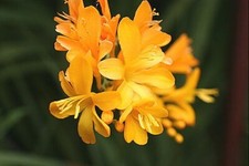 Crocosmia Paul's Best Yellow  AGM flowering garden plant in 9cm pot