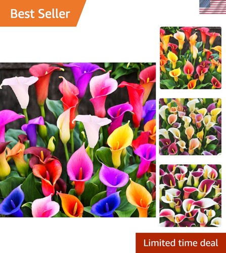 100pcs calla lily seeds - calla,