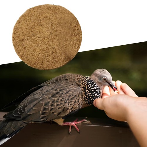 Bird breeding nest pigeon - breeding, nest,