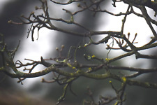 Very Rare SIGMA MF 1000mm f:13.5 Telephoto Multi-Coated Mirror Lens, Canon FD