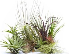 Tillandsia Airplant Pack -