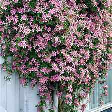 Clematis Montana Rubens Deciduous Scented Pink Flowering Climber in 1LTR POT