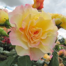 Perfect Harmony - 5.5lt Potted Hybrid Tea Rose - Yellow/Pink Edge- Fragrant