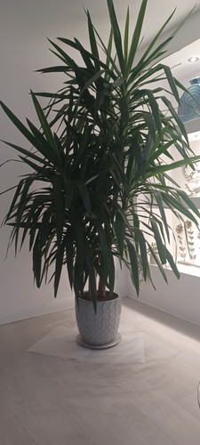 Yucca plant indoor - plant,