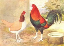 BIRDS. Cock Fighting. Game Fowl. Black- Red Cock and Clay Hen (Wright) 1910