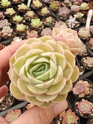Echeveria onslow live - echeveria,