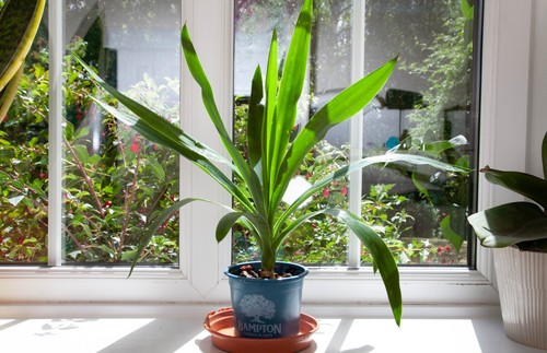 Yucca gigantea spineless - yucca, young