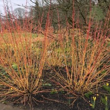 Cornus Sanguinea Midwinter Fire - Orange-Red Barked Dogwood