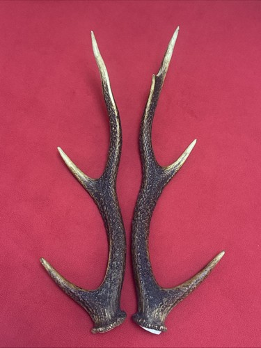 Pair sika deer antlers - sika,