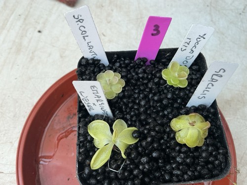 Pinguicula collection 3 - collection, #3