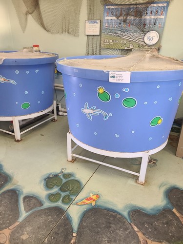 Two 250 gallon koi fish - two-250, koi/fish