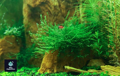 Java moss shrimp safe - moss,