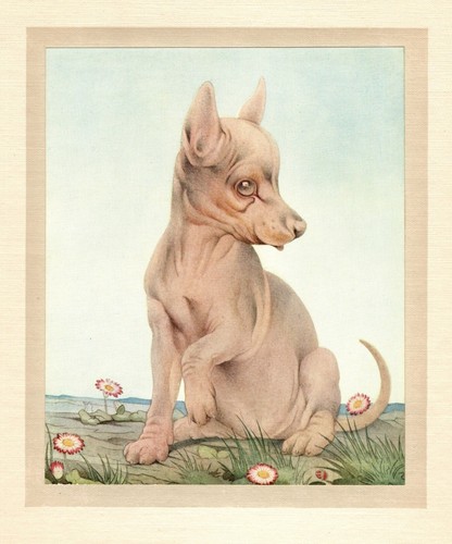 Antique english toy terrier - english,