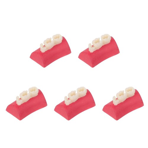 5pcs clear anatomy - clear, model