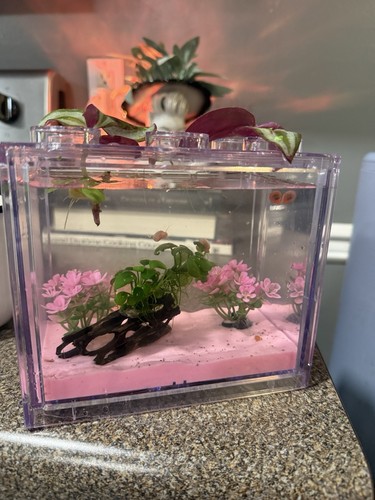 Cotton candy ramshorn - cotton,