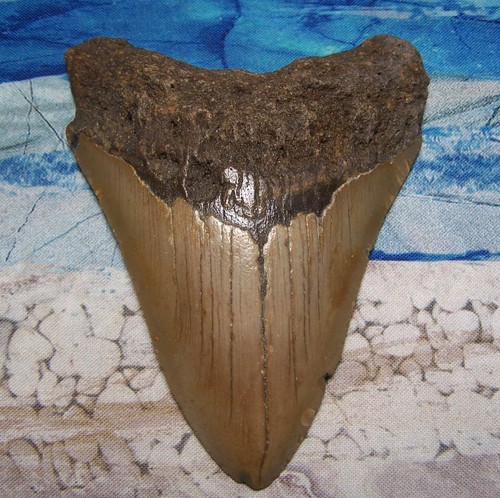 Megalodon shark tooth 4 - tooth, 1/4"