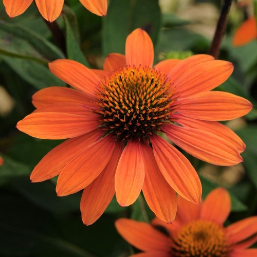 Echinacea sombrero adobe - echinacea,