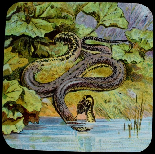Common ringed snake - common, c1905