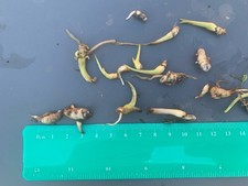 Arum Lily Nodules, Listing Is