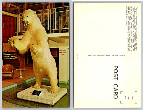 Vintage polar bear taxidermy - vintage,
