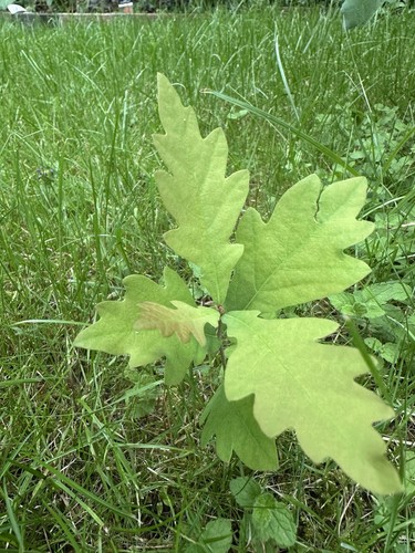English oak tree seedlings - oak,